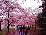 Cherry Blossom Festival